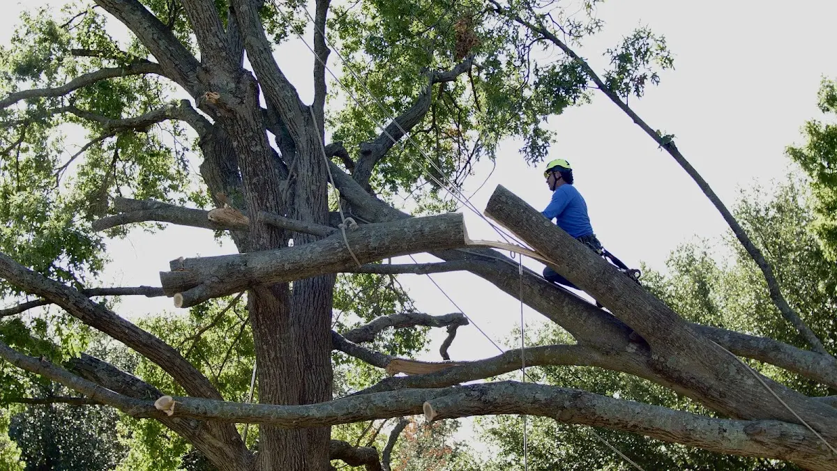 Professional Hazardous Tree Removal performed by certified arborists in O Brien