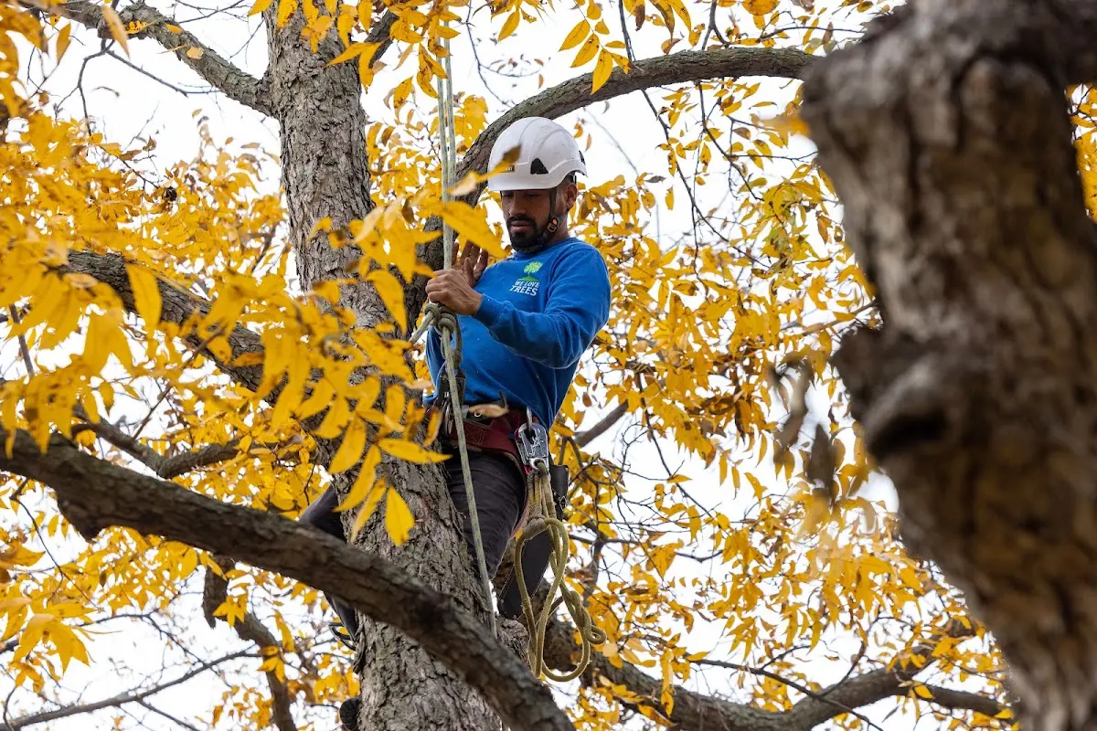 Skilled Tree Transplanting crew working in O Brien
